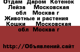 Отдам! Даром! Котенок Лейза. - Московская обл., Москва г. Животные и растения » Кошки   . Московская обл.,Москва г.